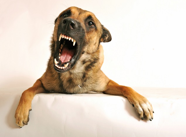 dog biting