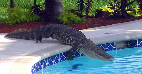 alligators-in-pool