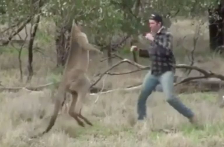 Man fights an angry kangaroo who was attacking his dog in Australia