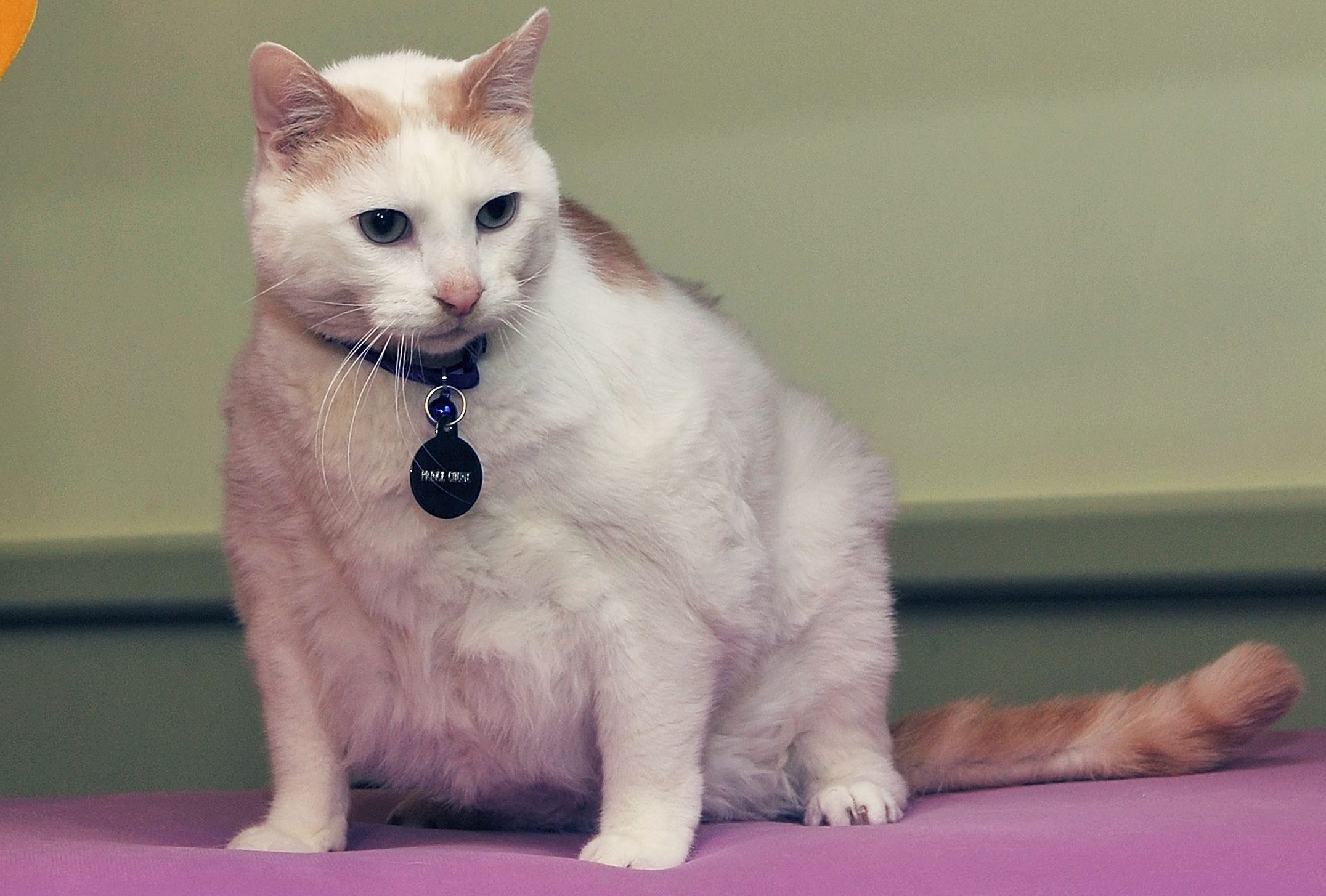 Woman Spends 19K On A Kidney Transplant For Her Cat