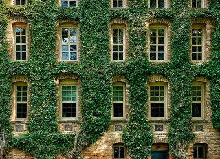 Ivy covered information building at Princeton University.