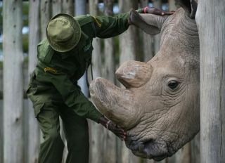 A caregiver calms Sudan, the last known male of the northern white rhinoceros subspecies, on December 5, 2016, at the Ol Pejeta conservancy in Laikipia County -- at the foot of Mount Kenya -- that is home to the planet's last-three northern white rhinoceros. According to the International Union for Conservation of Nature (IUCN), at the African Black market, rhino horn sells for up to 60,000 USD (57,000 euros) per kilogram -- more than gold or cocaine -- and in the last eight years alone roughly a quarter of the world population has been killed in South Africa, home to 80 percent of the remaining animals.