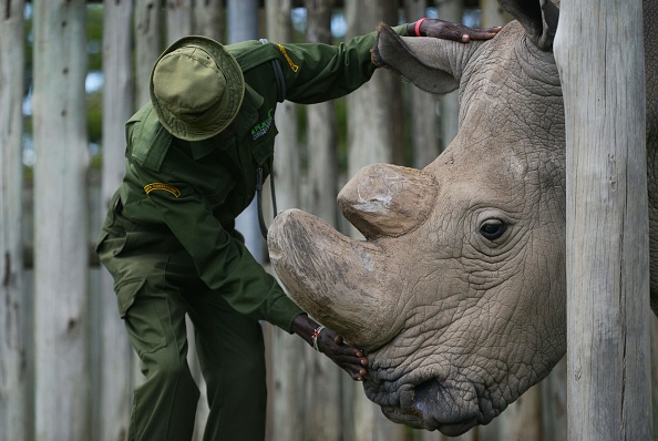 A caregiver calms Sudan, the last known male of the northern white rhinoceros subspecies, on December 5, 2016, at the Ol Pejeta conservancy in Laikipia County -- at the foot of Mount Kenya -- that is home to the planet's last-three northern white rhinoceros.  According to the International Union for Conservation of Nature (IUCN), at the African Black market, rhino horn sells for up to 60,000 USD (57,000 euros) per kilogram -- more than gold or cocaine -- and in the last eight years alone roughly a quarter of the world population has been killed in South Africa, home to 80 percent of the remaining animals. 