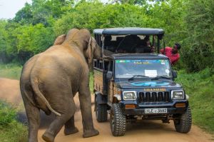 Holidaymakers had a close call when a curious elephant poked its head into their safari jeep to look for food and nearly tipped the vehicle over.