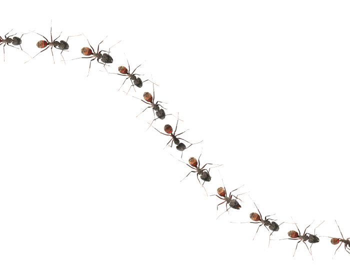 Line of marching ants with 11 different ant images