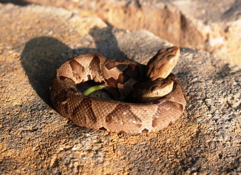 Two-headed copperhead snake found in Virginia