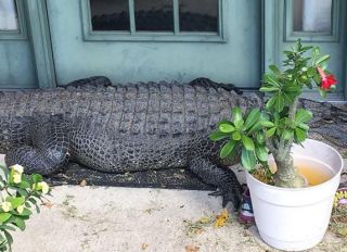 Crocodile outside Poydras Louisiana home