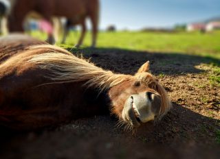 Icelandic Horse lying down