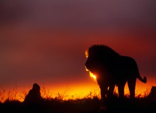 Male Lion in Sunset Etosha NP Namibia Africa.
