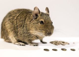 Close-Up Of Rat Against White Background