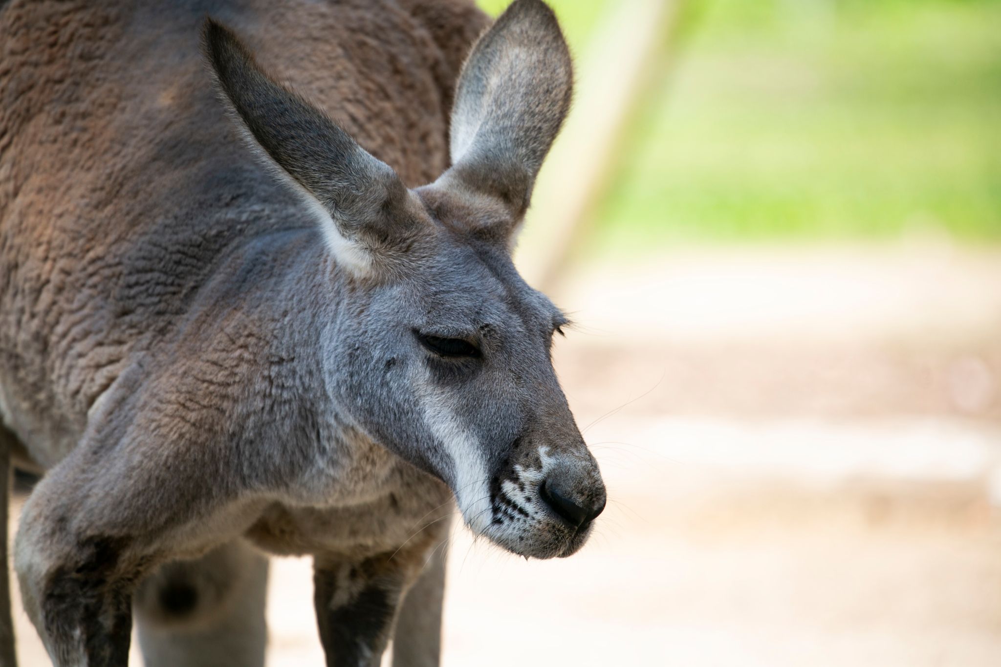 Roger the viral musclebound kangaroo passes away at age 12