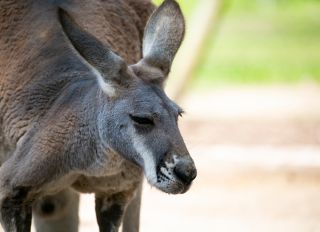 Lazy Kangaroo, Eastern Grey Kangaroo (Macropus giganteus) Tidbinbilla Nature Reserve, Australian Capital Territory, Australia