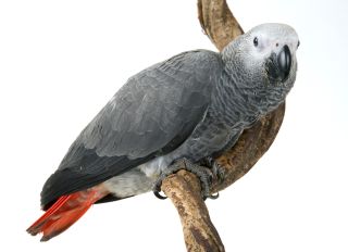 Congo African grey parrot, Psittacus erithacus erithacus