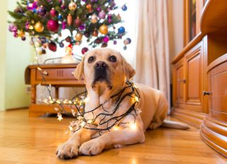 Labrador dog sitting near Christmas tree