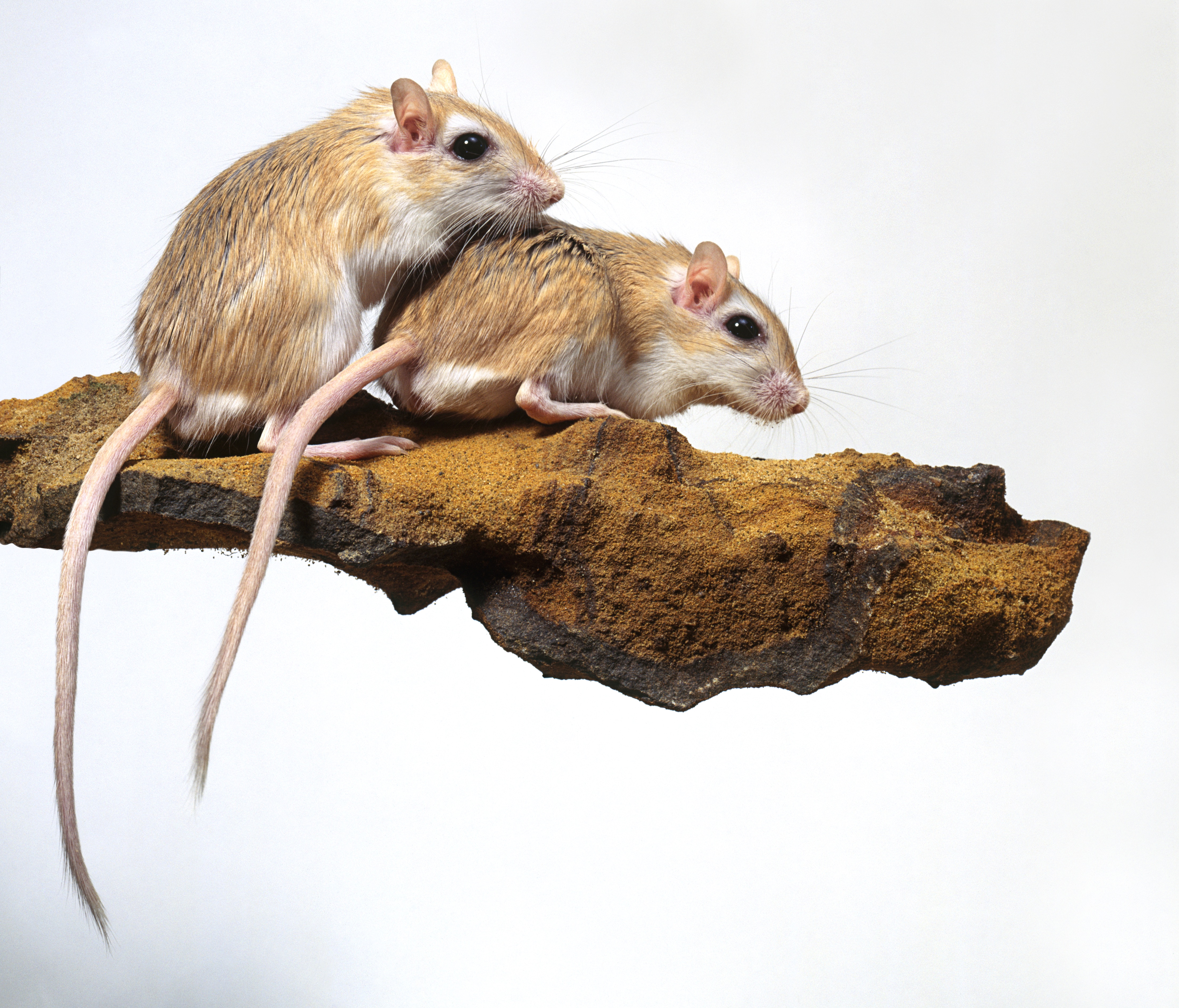 gerbil