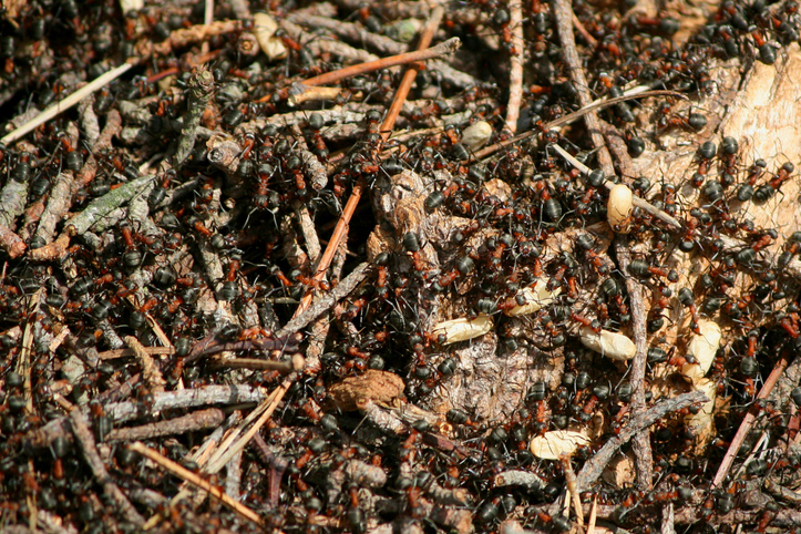 High Angle View Of Ants On Ground