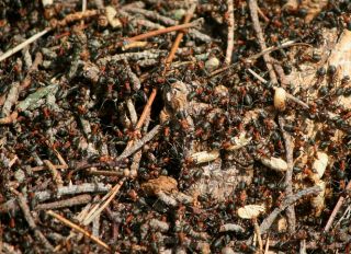 High Angle View Of Ants On Ground