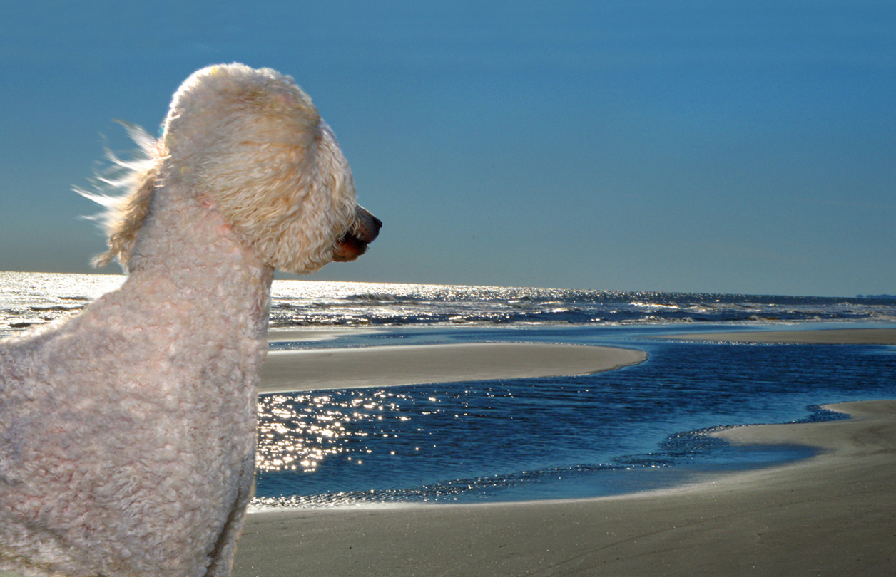 Dogs On The Beach