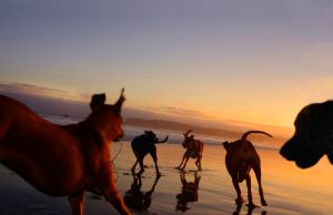 Dogs On The Beach