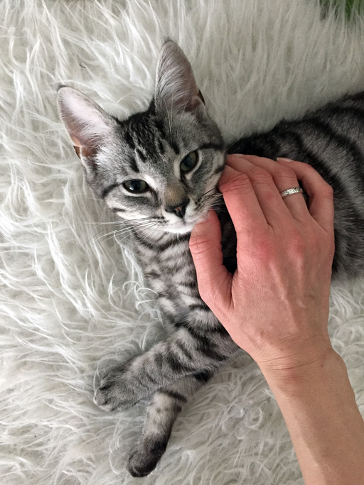 a persons hand stroking over a little kitten, laying on a white fur