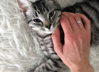 a persons hand stroking over a little kitten, laying on a white fur