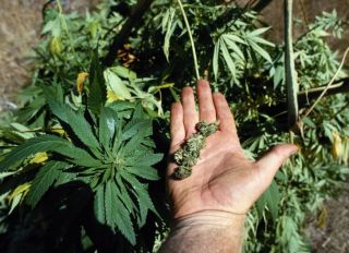 Marijuana Plants and Buds