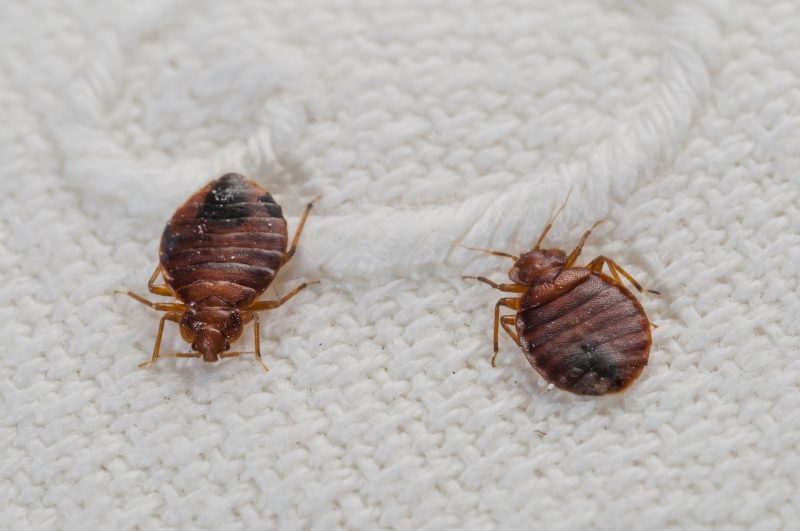 Ewww Oklahoma Courthouse Closed After Bed Bugs Fall Off Of Lawyers Suit