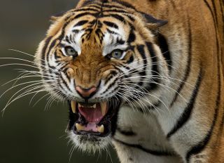 Close-Up Portrait Of Tiger Roaring