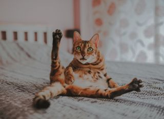 Bengal cat with legs outstretched and shocked expression