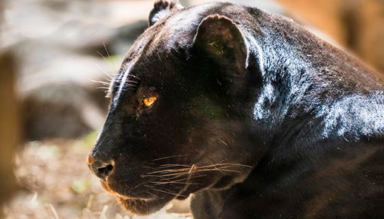 Jaguar-Scratched Woman Says Zoo Should Try 