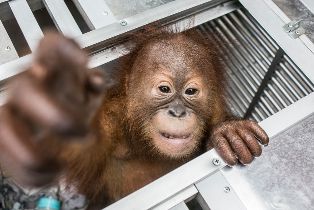 Baby Orangutan Rescued In Indonesia