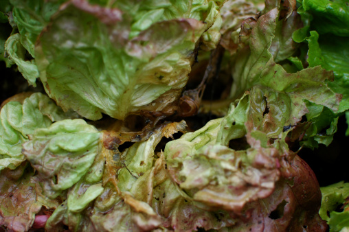 Lettuce leaves deformed by grey mould (Botrytis cinerea)