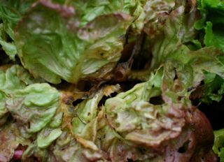Lettuce leaves deformed by grey mould (Botrytis cinerea)