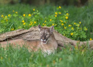 Mom Pries Son From The Jaws Of A Cougar