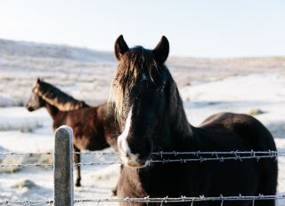 Two horses in winter