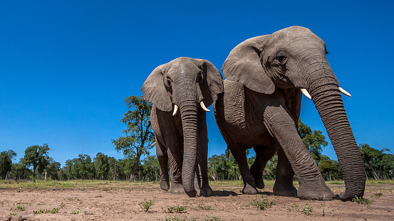 African Elephants walking to the marsh in Masai Mara