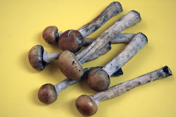 Fresh Colombian magic mushrooms legally on sale in Camden market London June 2005