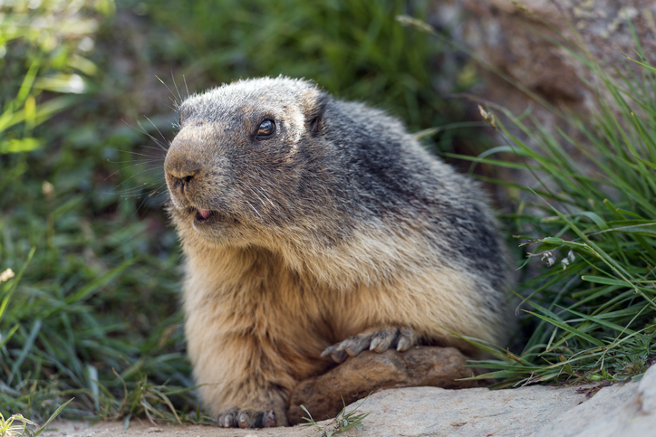 Posing wild marmot