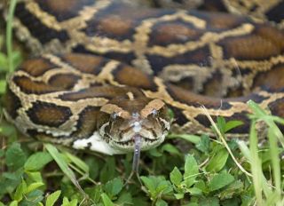 Florida Man Gets Bit By 4-Foot Python He Found In Toilet