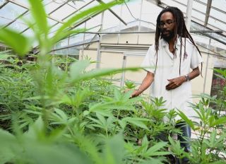 JAMAICA-HORTICULTURE-ORGANIC-PLANTS-CANNABIS-DRUGS