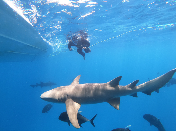 Full Length Of Man Scuba Diving Undersea