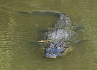 Alligator Crashes Couple's Picnic