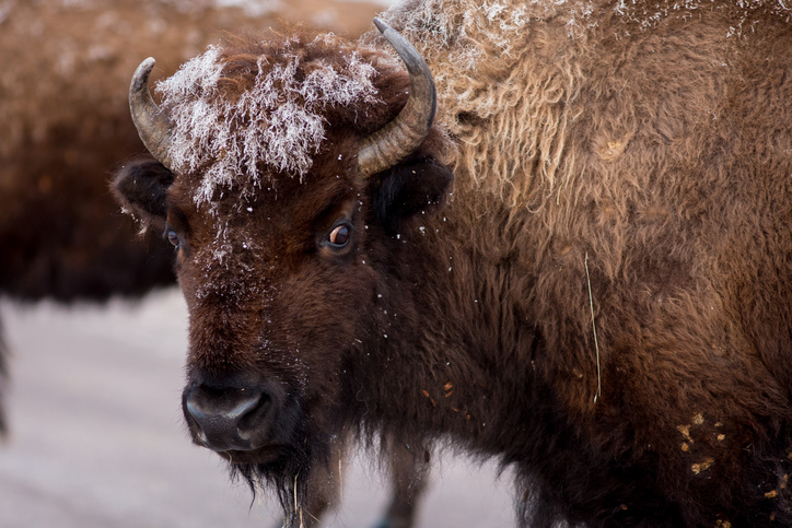 American Bison Grazing in the Winter.