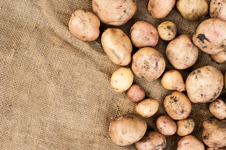 New Potatoes. Fresh organic potatoes, farmer life.