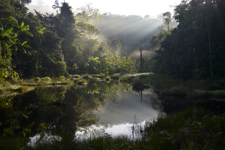 Brazil, Para, Amazon rainforest, pond in the morning