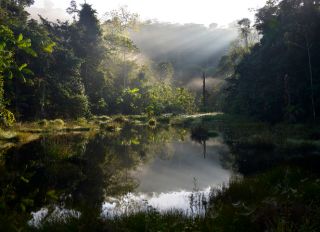 Brazil, Para, Amazon rainforest, pond in the morning