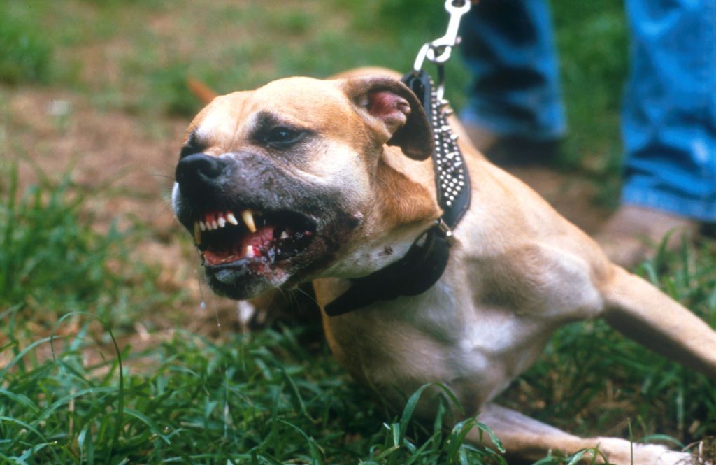 Mexican Gang Lets Pit Bull Eat Alleged Rapists Genitals As Punishment Mexican Gang Lets Pit Bull Eat Alleged Rapists Genitals As Punishment