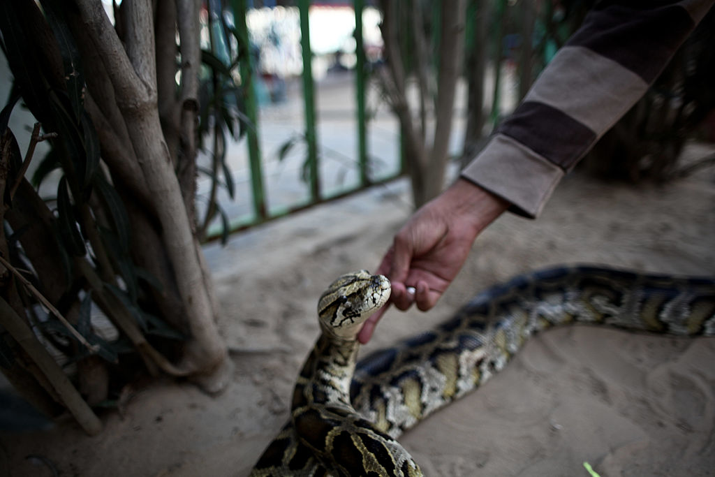 Rafah zoo a welcome refuge from daily political life in Gaza
