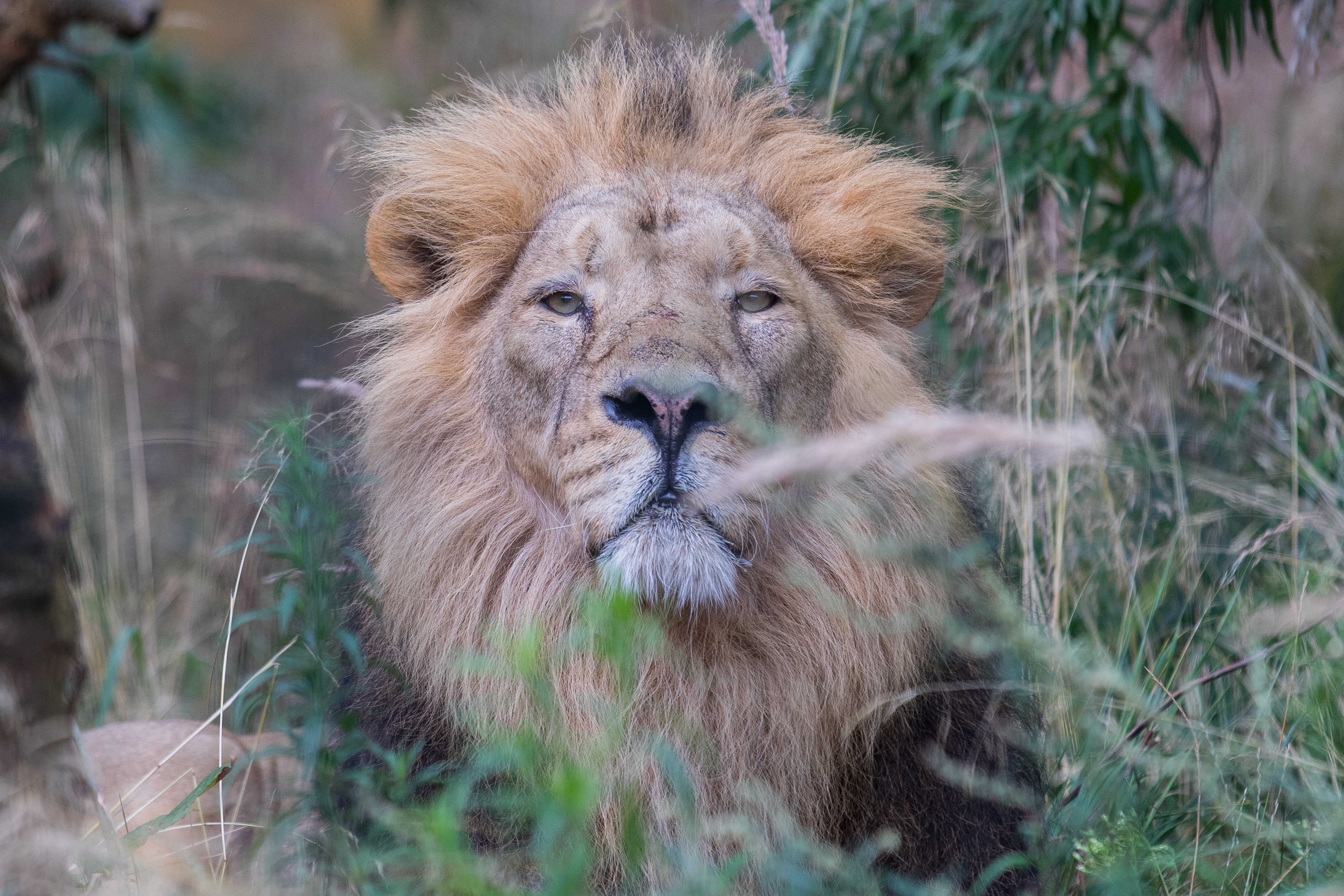 ZSL London Zoo's Asiatic lions mark World Lion Day
