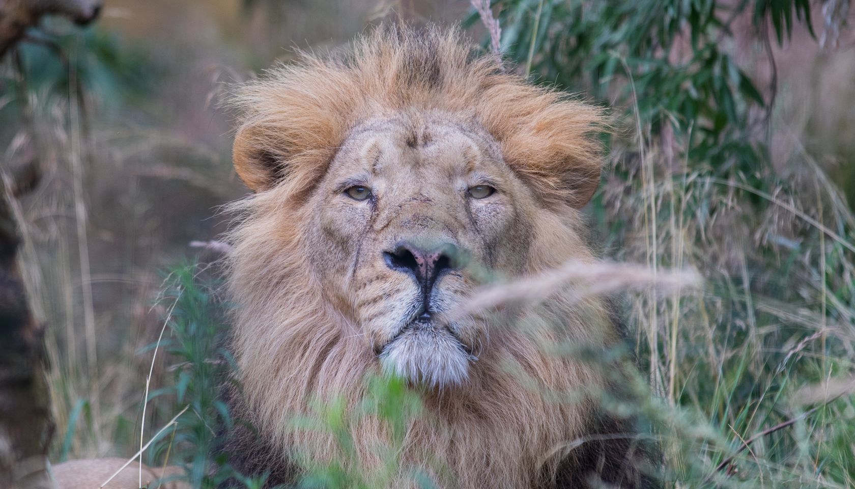 ZSL London Zoo's Asiatic lions mark World Lion Day